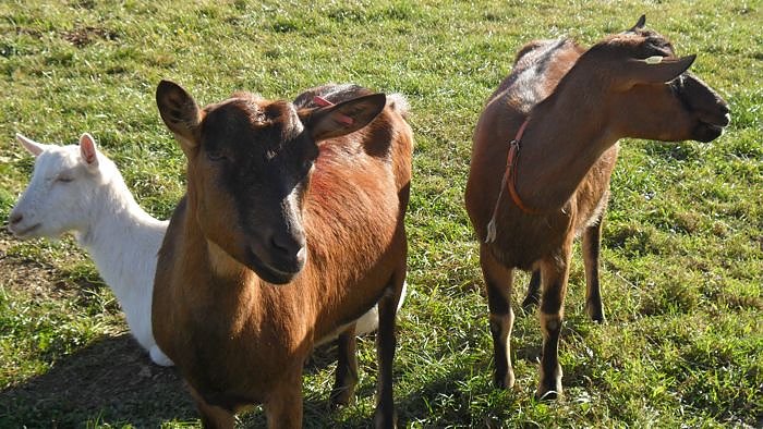 Ziegenalm Sophienhof