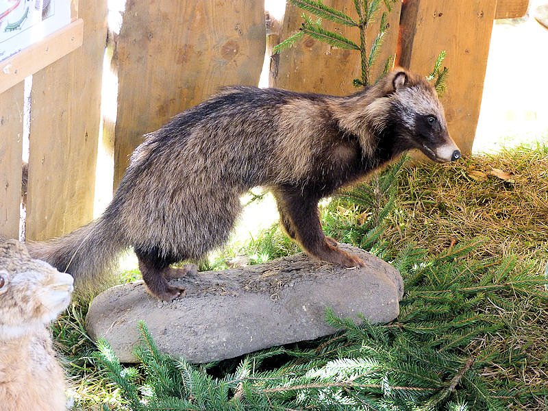 Herbstmarkt in Benneckenstein