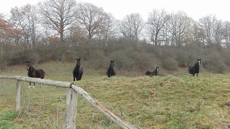 Wilde M&uuml;llkippen