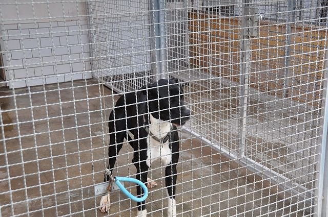 Weihnachtsmarkt im Tierheim