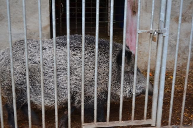 Weihnachtsmarkt Gutshof Derenburg