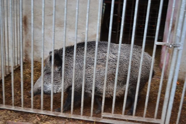 Weihnachtsmarkt Gutshof Derenburg
