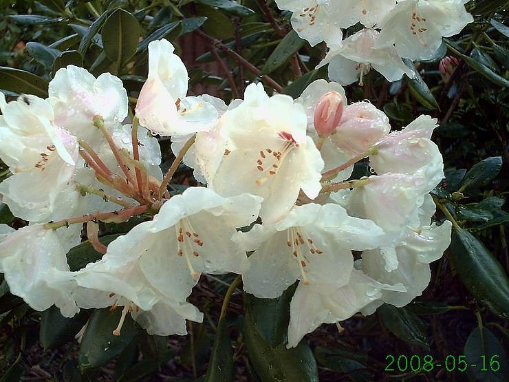 Volle Bl&uuml;tenpracht