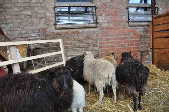 Weihachtsgrillen bei Bauer Maik
