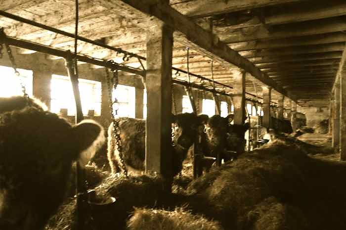 Weihachtsgrillen bei Bauer Maik