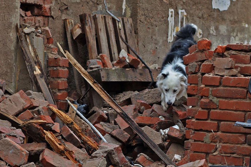 Vierbeinige Retter trainierten