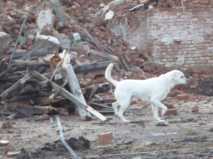 Vierbeinige Retter trainierten