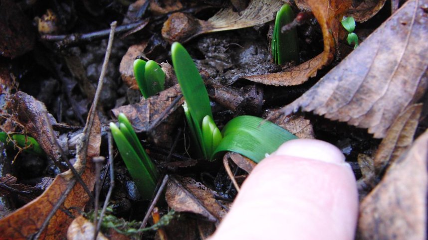 Zu-Fr&uuml;h-Bl&uuml;her