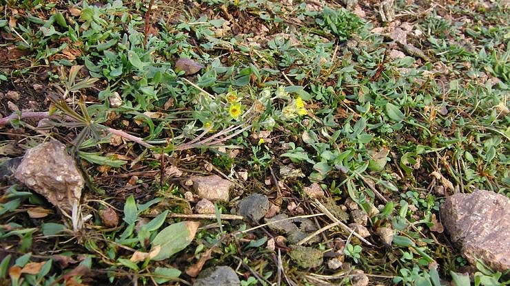 Zu-Fr&uuml;h-Bl&uuml;her