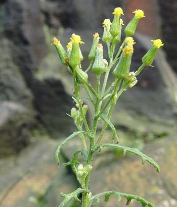 Zu-Fr&uuml;h-Bl&uuml;her