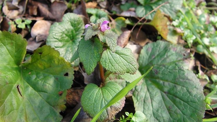 Zu-Fr&uuml;h-Bl&uuml;her