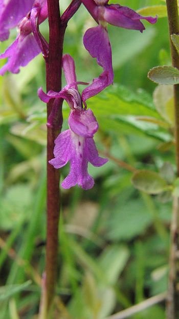 Im Einsatz f&uuml;r die Natur