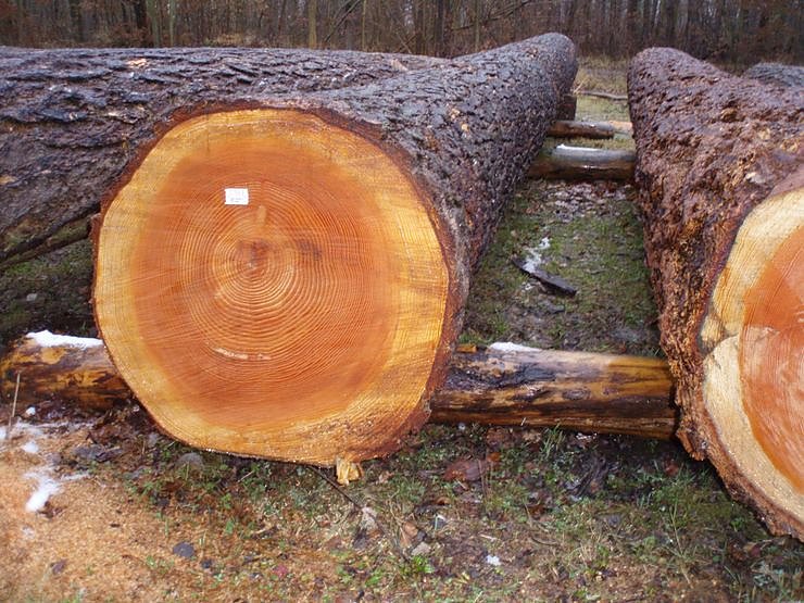 Ein Douglasienstamm, der sich sehen lassen kann, neun Meter lang und ein sechziger Durchmesser aus der Tiefenbach bei Werther.