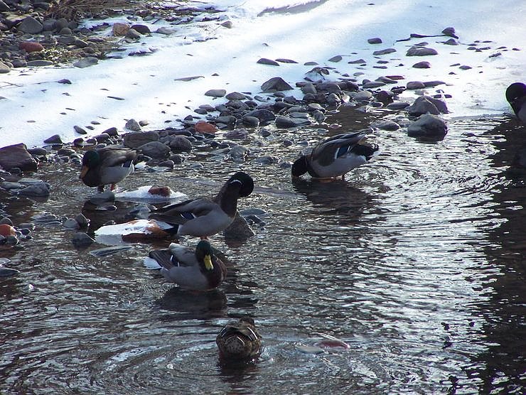 Eisige Sch&ouml;nheiten an der Zorge