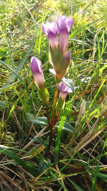 Im Einsatz f&uuml;r die Natur