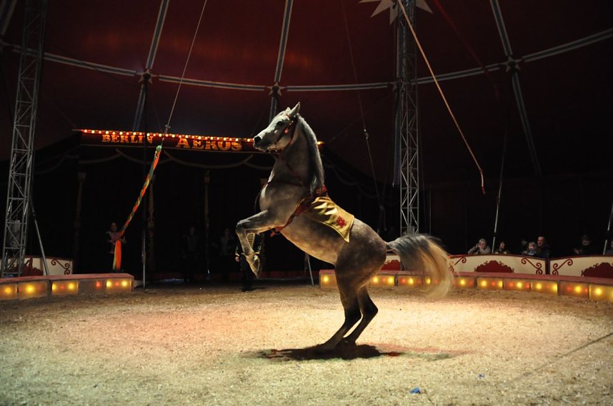 Zirkus Aeros in Nordhausen