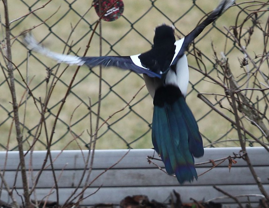 Gro&szlig;er Besuch an Futterstelle
