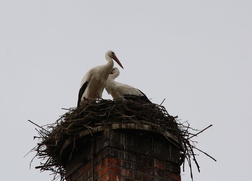Storchenpaar wieder vereint