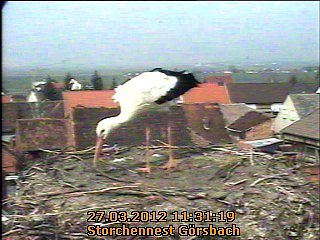 Neues aus dem Strochennest