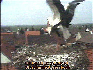 Neues aus dem Storchennest