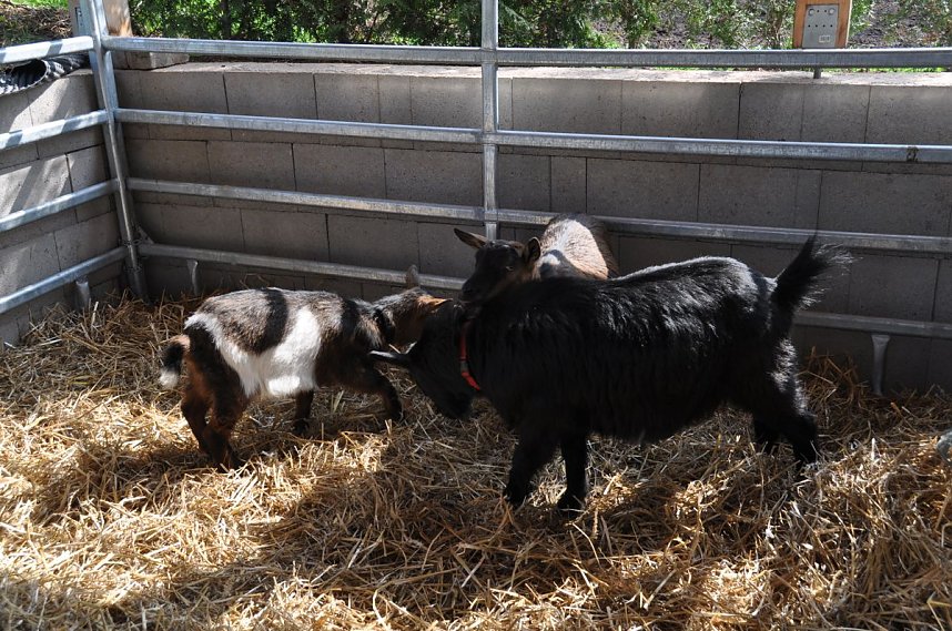 Hoffest & Reitturnier Wollersleben