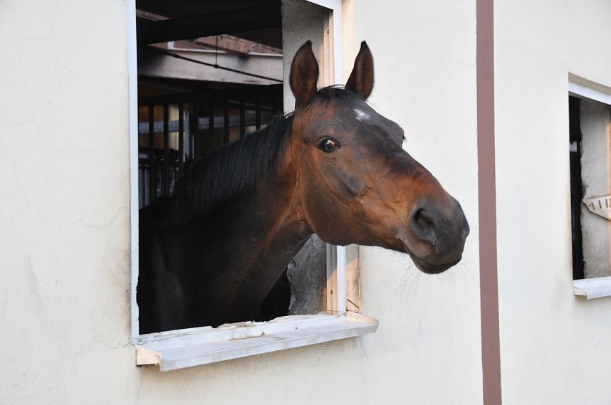 Hoffest & Reitturnier Wollersleben