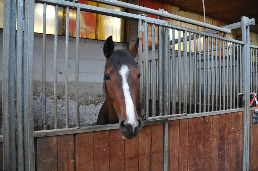 Hoffest & Reitturnier Wollersleben