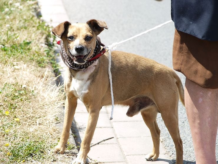800 Jahre Niedersachswerfen - der Festumzug