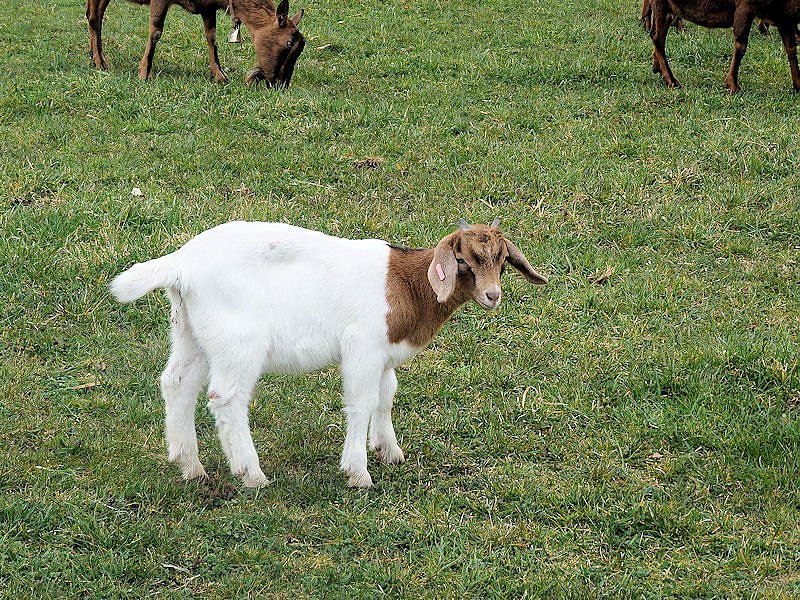 L&auml;mmerfest auf der Ziegenalm in Sophienhof