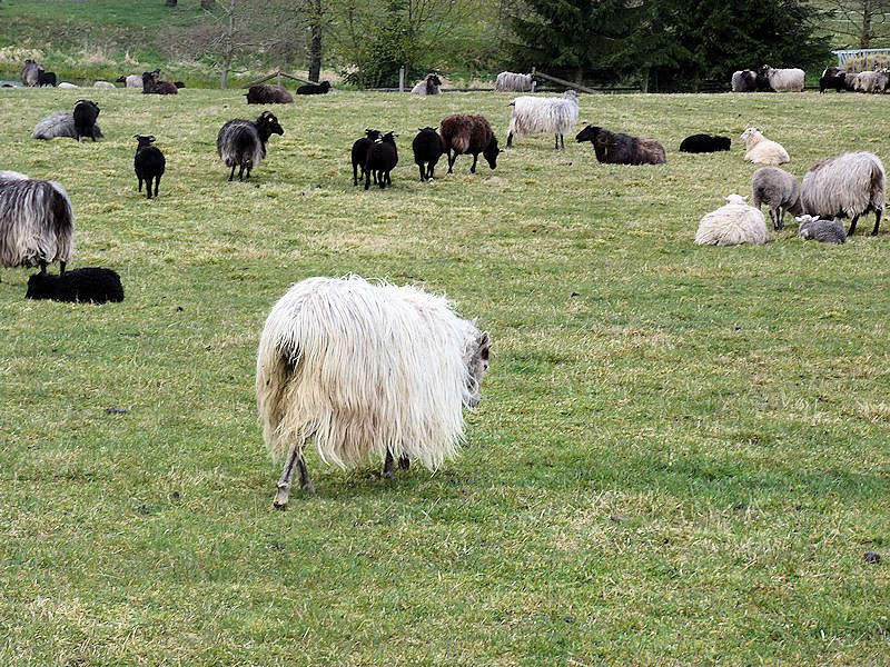 L&auml;mmerfest auf der Ziegenalm in Sophienhof
