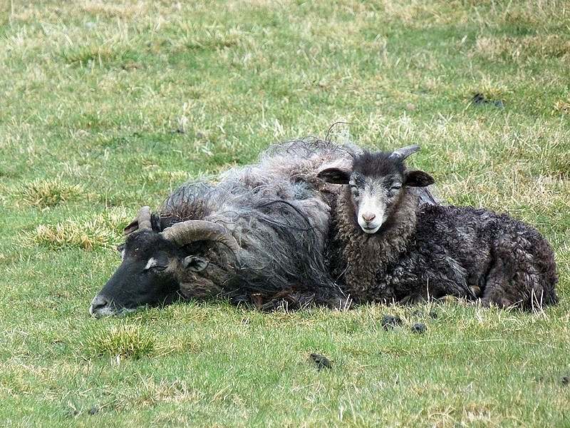 L&auml;mmerfest auf der Ziegenalm in Sophienhof