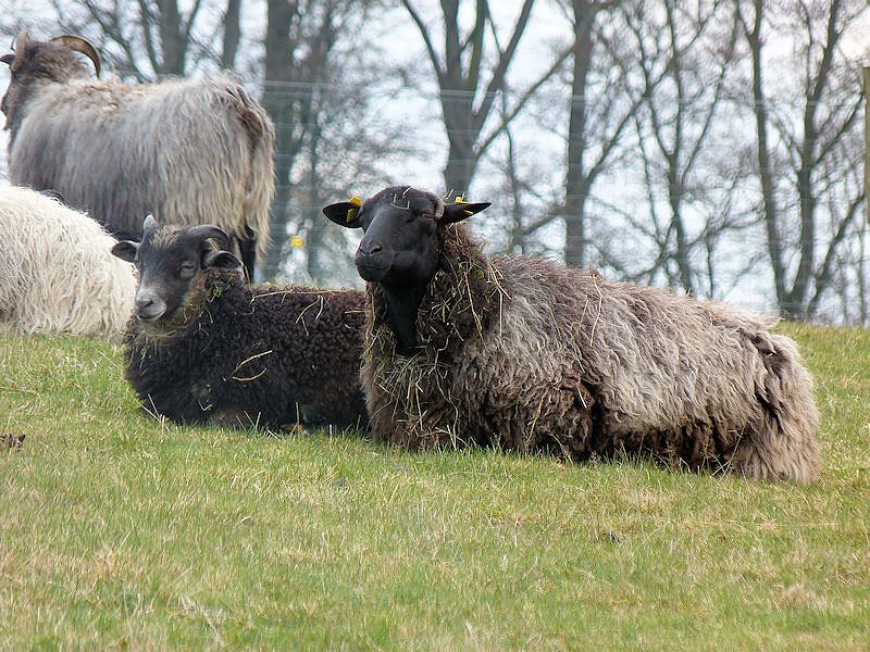 L&auml;mmerfest auf der Ziegenalm in Sophienhof