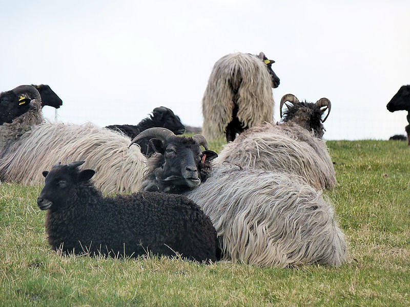 L&auml;mmerfest auf der Ziegenalm in Sophienhof