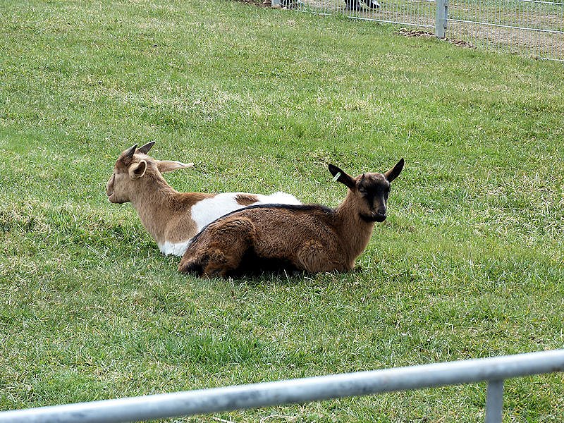L&auml;mmerfest auf der Ziegenalm in Sophienhof