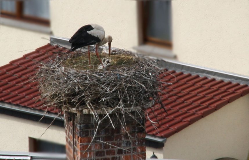 Nachwuchs in Windehausen