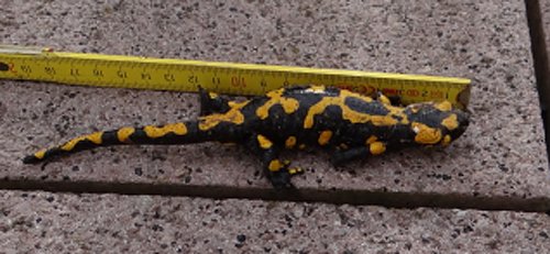 Besuch auf der Terrasse