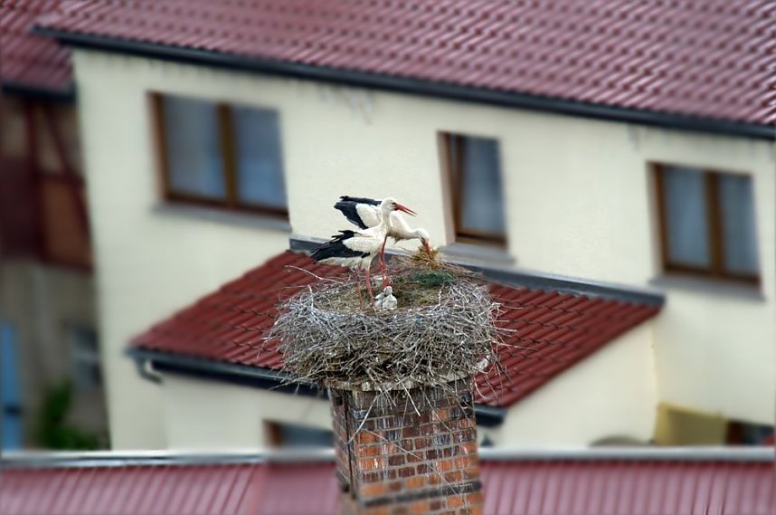 Storch verursachte Stromausfall