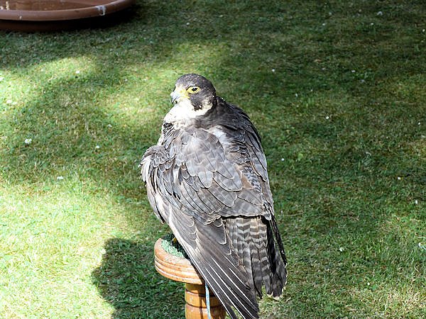 Ritterfest in Wei&szlig;ensee