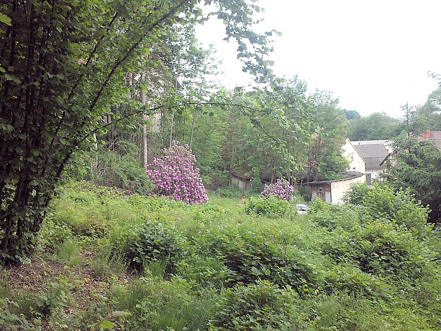 Rhododendronfest in S&uuml;lzhayn