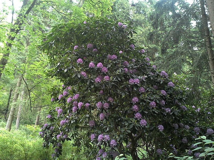 Rhododendronfest in S&uuml;lzhayn