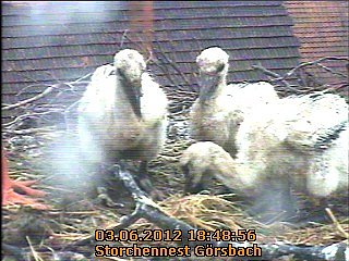 Ringe f&uuml;r den Nachwuchs