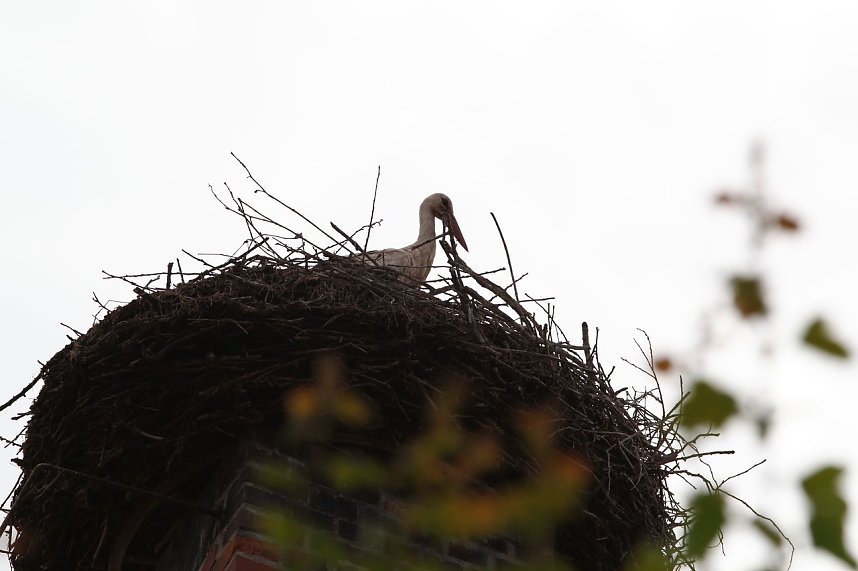 Jungst&ouml;rche werden beringt