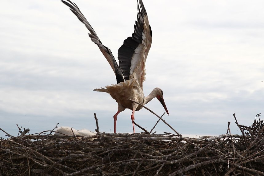 Jungst&ouml;rche werden beringt
