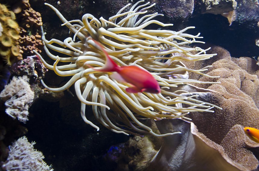 Sea Live in Hannover