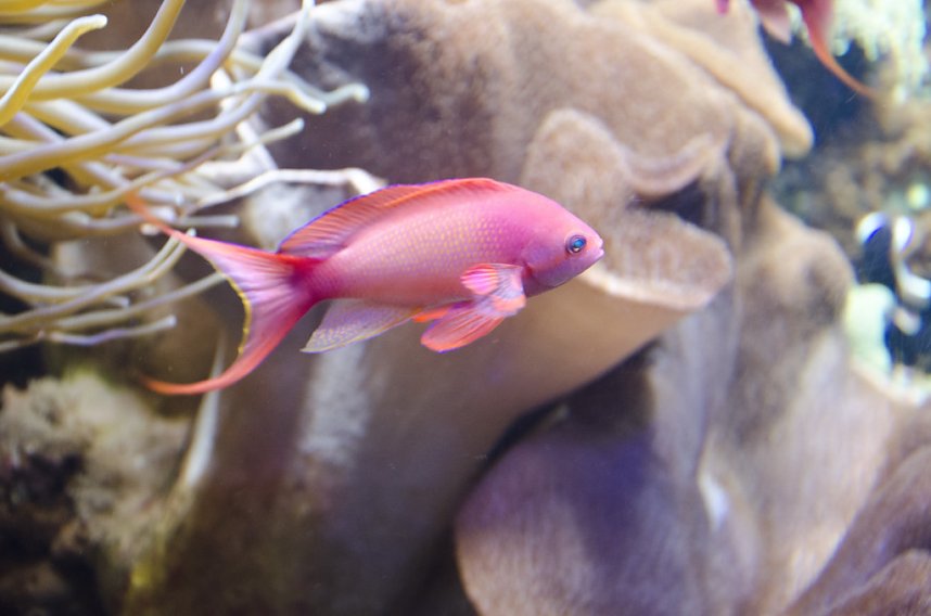 Sea Live in Hannover