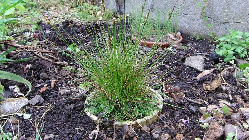 Besuch im Brockengarten