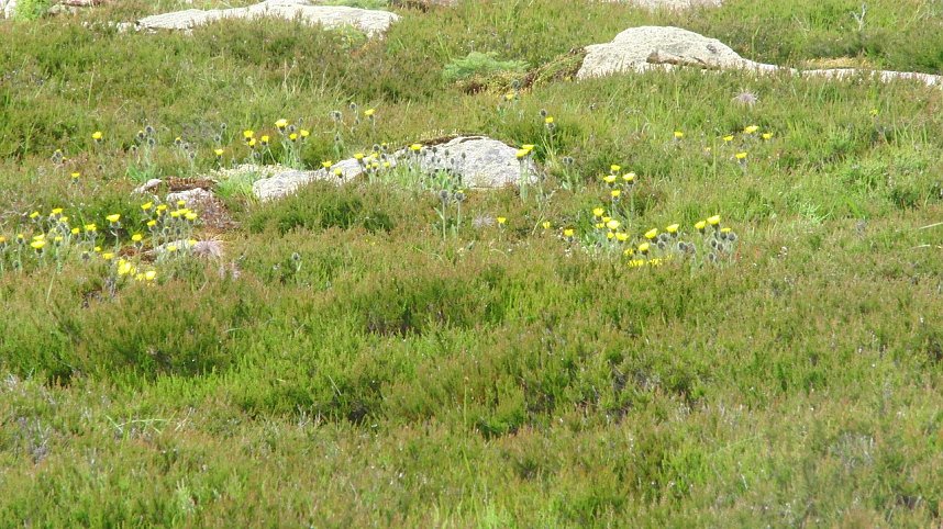 Besuch im Brockengarten: Hieracium nigrescens ssp. bructerum