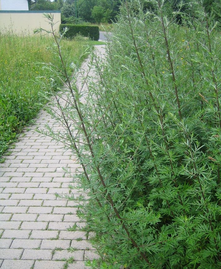 Dschungel in der Stadt