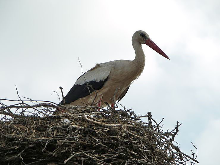Beringung der Jungst&ouml;rche in G&ouml;rsbach