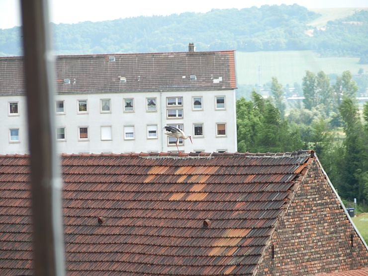 Beringung der Jungst&ouml;rche in G&ouml;rsbach